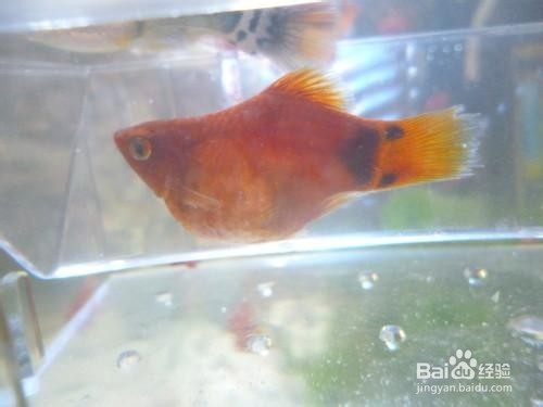 怎么判断米奇鱼生完了