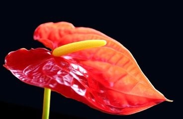 怎样使火鹤花叶美花艳?