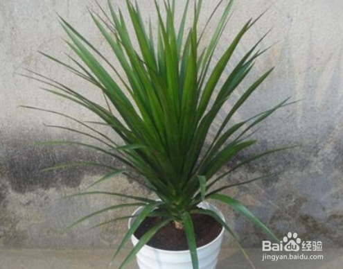 龙须树冻伤怎么办