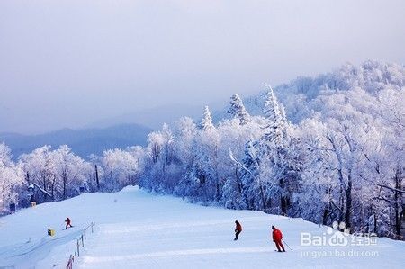 去哈尔滨旅游必去的几个景点！