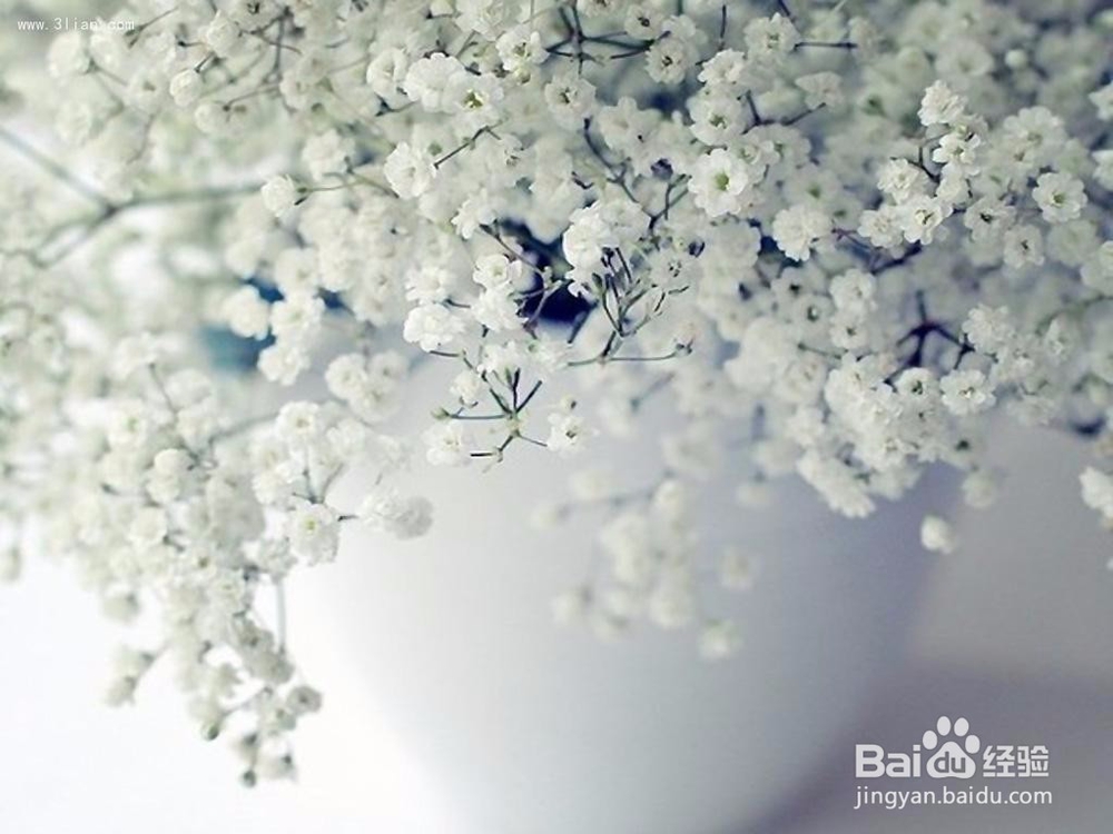 如何种植满天星