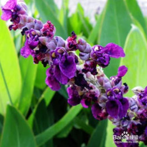 再力花的养殖需要注意什么？