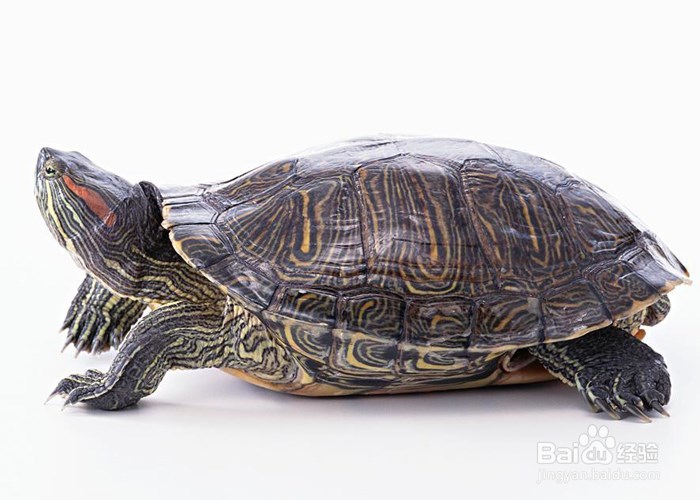 家庭养巴西龟的注意事项