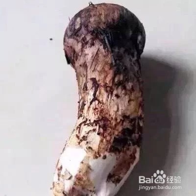 怎样清洗松茸