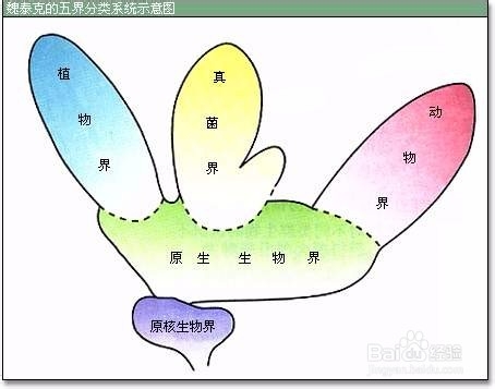 生物界分类系统
