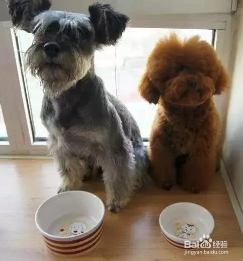 狗狗挑食的根源及解决办法