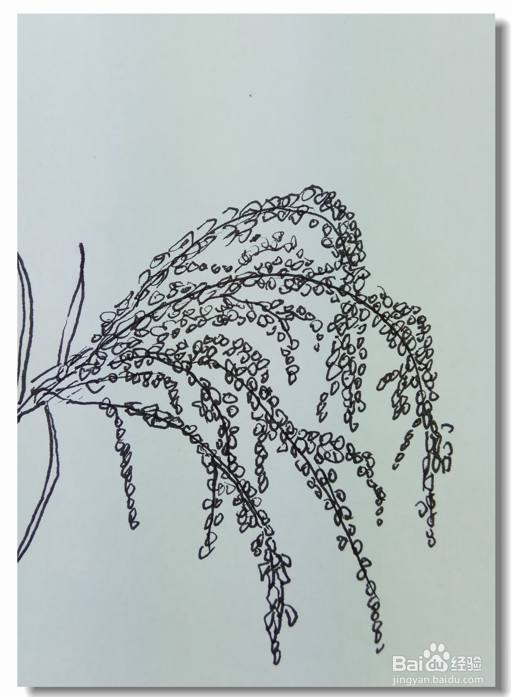 怎样画钢笔画稻谷？