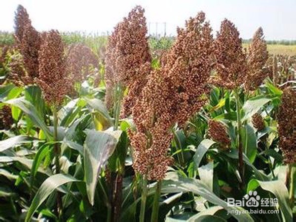 甜高粱种植技术:甜高粱好种吗?