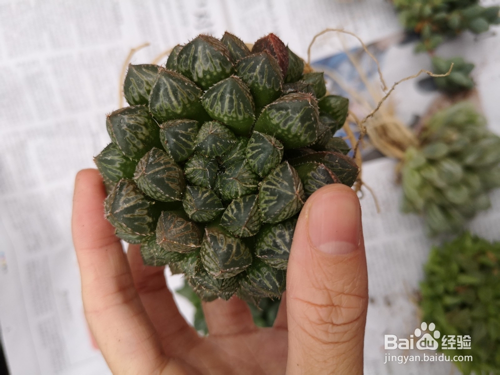 怎么种植多肉雨露？