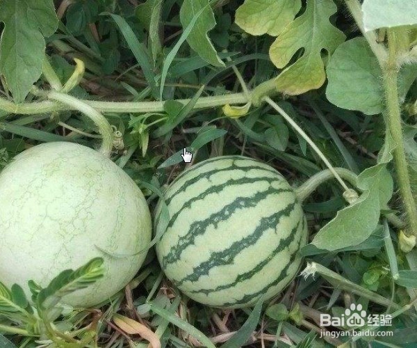 吃完火锅后吃什么水果