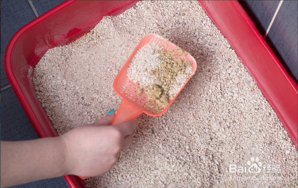 2种方法如何保护您的猫免受寄生虫的伤害