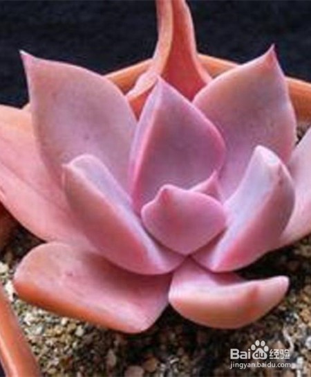 如何养好多肉植物初恋