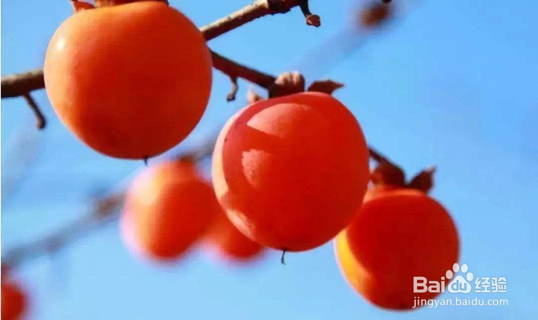 怎样让柿子不涩又脆？