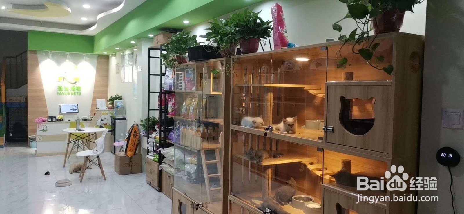 要开个宠物店赚钱吗