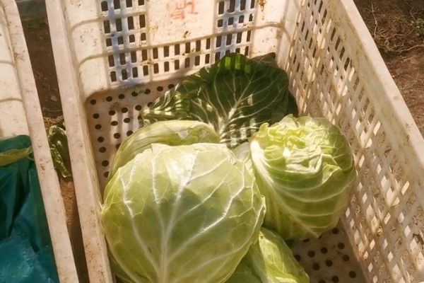 酸菜粉丝羊肉煲