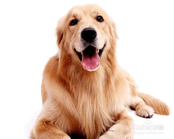 训练金毛犬的原则