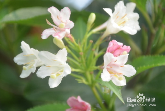 五彩锦带的养殖方法和注意事项