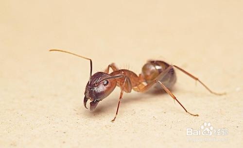 <b>怎么消灭/驱除家里/室内的蚂蚁</b>
