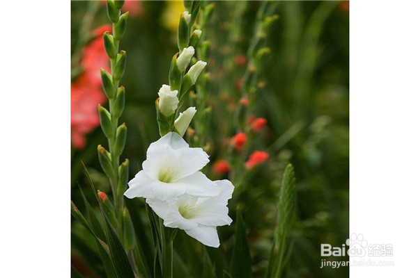 剑兰的养殖方法和注意事项有什么？