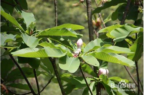 病毒性肝炎【华佗妙法】：[2]芳化愈肝汤