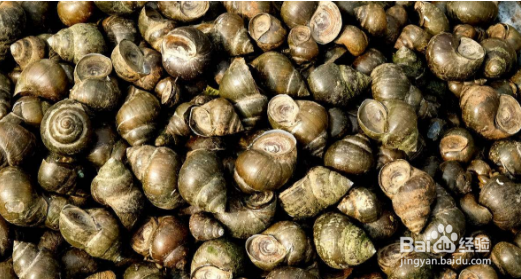 黑木耳不适合和哪些食物一起食用?