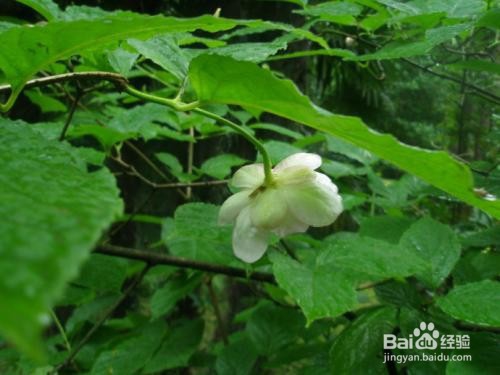 夏腊梅的种植方法和注意事项