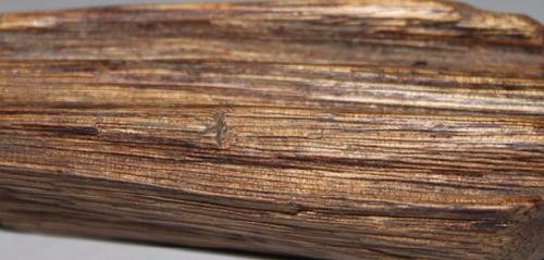 奶香木怎样辨别