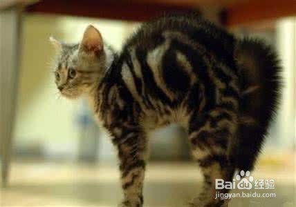 猫藏到床底下怎么办