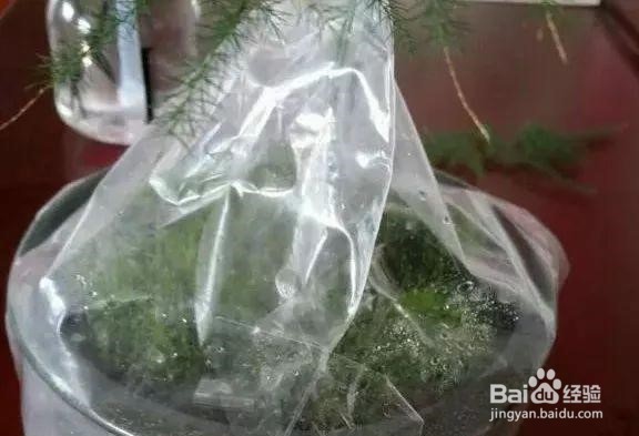 北方苔藓怎么养