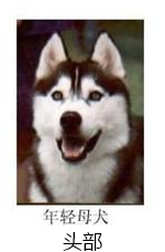 哈士奇的标准是什么