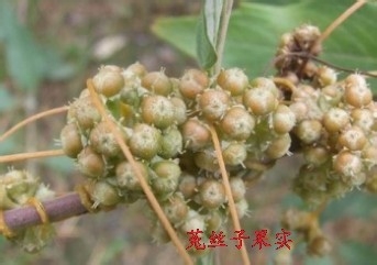 山茱萸的药用价值有哪些