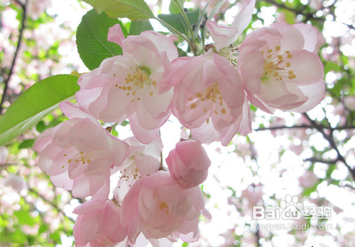 武大春季赏樱攻略