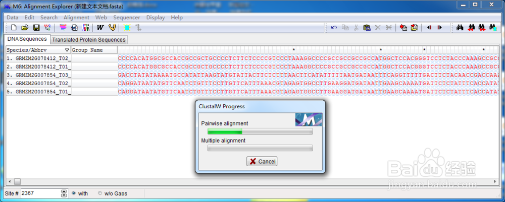 MEGA 5.0构建进化树