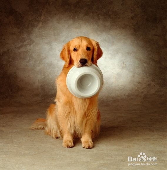 怎样养好宠物狗