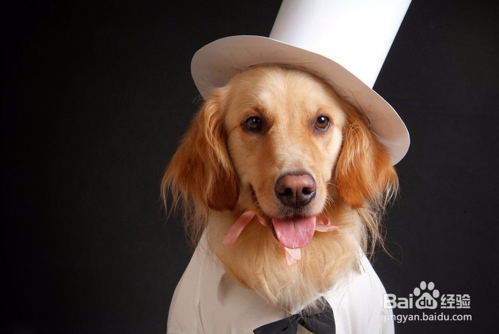 怎样读懂犬的心理特征?