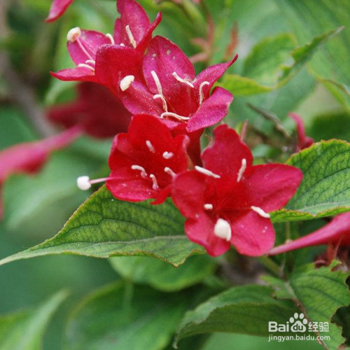 花长了白色的虫子怎么办