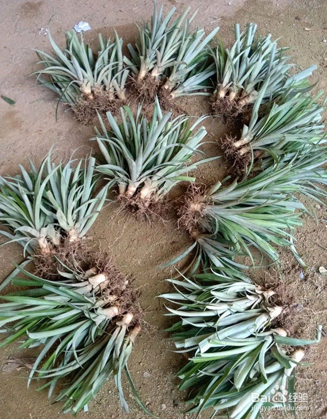 菠萝怎么种植盆栽