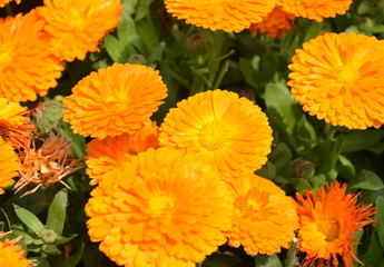 如何栽植和养护金盏菊?