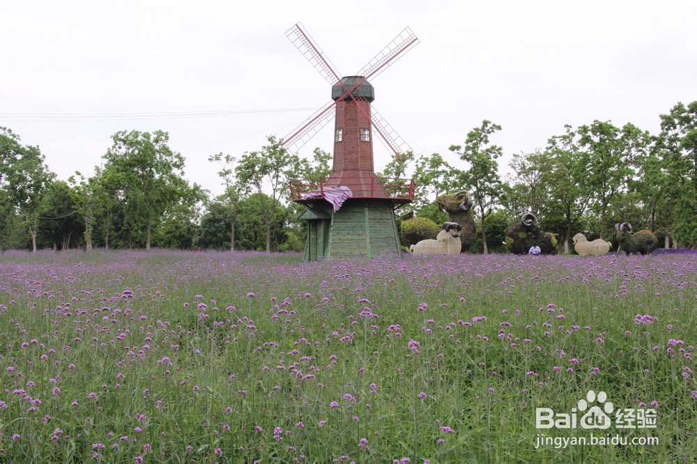 上海旅游攻略之周浦花海