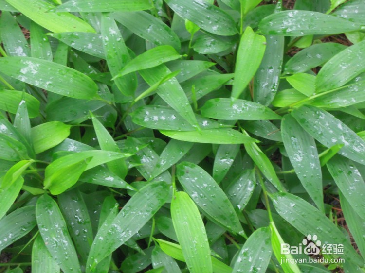 淡竹叶能吃吗?淡竹叶有哪些功效与作用?