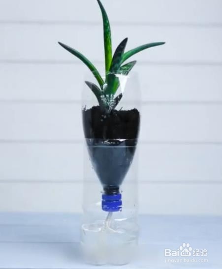 空瓶子有什么用