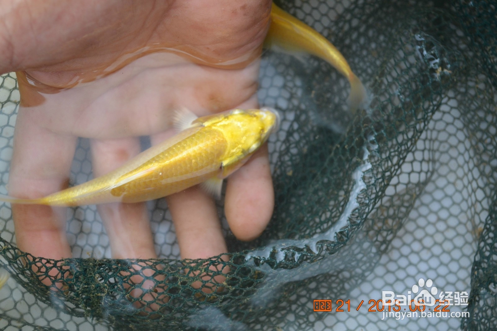 介绍锦鲤小常识
