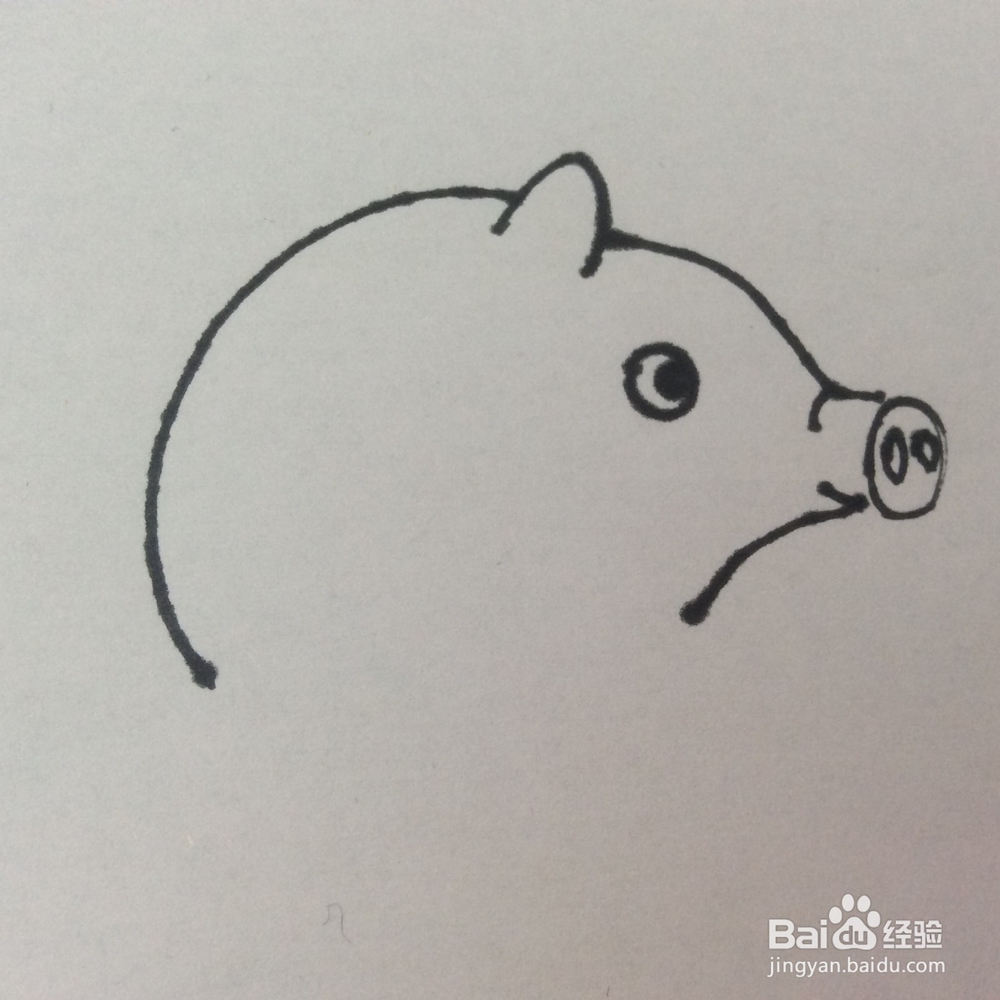 怎么画猪的儿童画？猪的儿童画怎么画呢？