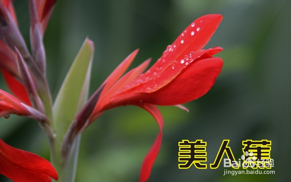 美人蕉的实用价值