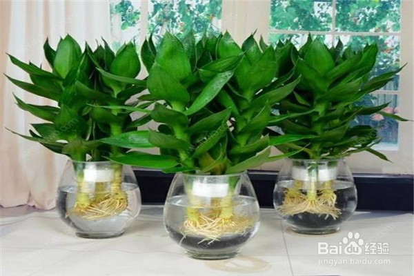 富贵竹的养殖方法和注意事项