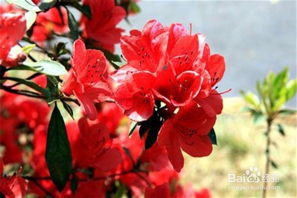 杜鹃花怎么养？