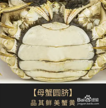 怎么轻松辨别螃蟹公母?以及如何清蒸大闸蟹