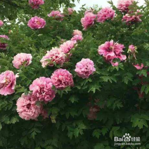 ​紫斑牡丹的种植技巧？