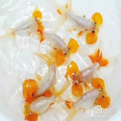 水泡眼金鱼要怎么养殖