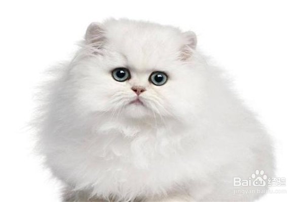 养喜马拉雅猫注意什么